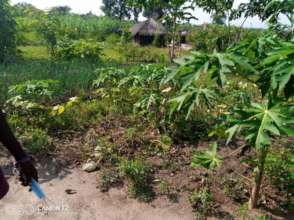 Tree medley around a refugee home including Papaya