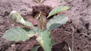 Just planted  Vitex doniana looking healthy