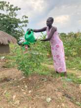 A refugee waters an N-fixing shrub grown from seed
