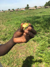 A refugee holds up an edible wild fig