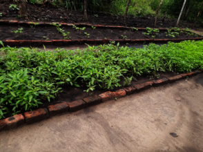 A bed of indigenous vegetables