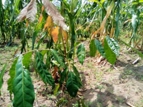 One of our mahoganies set 2 become a towering tree