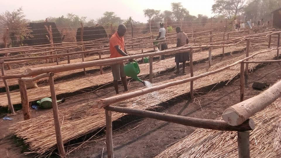 Agroforestry with refugees and hosts in NW Uganda