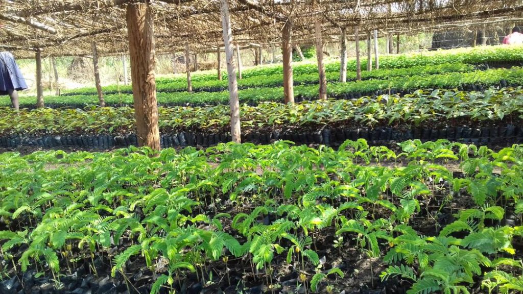 Within six weeks the nursery was green