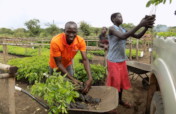 Agroforestry with refugees and hosts in NW Uganda