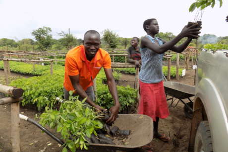 Agroforestry with refugees and hosts in NW Uganda