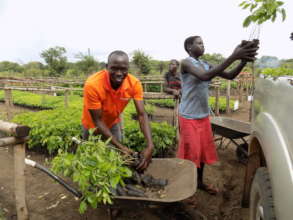 Agroforestry with refugees and hosts in NW Uganda