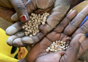 Pigeon pea seeds being examined by market women