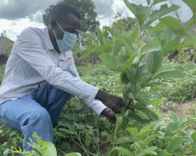 Bidal demonstrates how to assist a tree to regrow