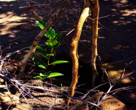 A citrus seedling: is the protection adequate?
