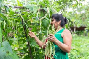 Indigenous woman harvests beans in chacra integral