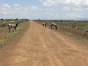 The rare Grevy's zebra sighted in Samburu, Kenya