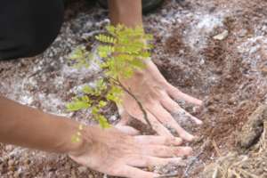 Iracambi volunteer plants tree