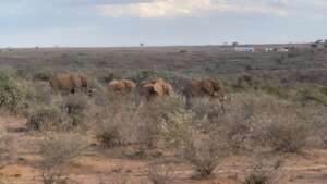 Sadhana Forest's Elephant Neighbors