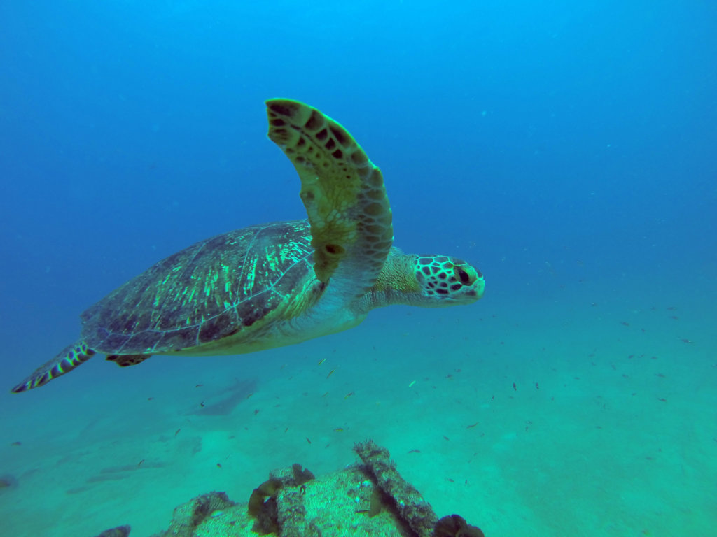 GlobalGiving Climate Action Fund