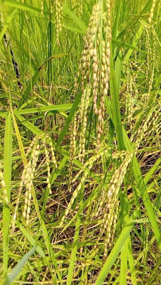 Help Farmers for Rice Processing Machine