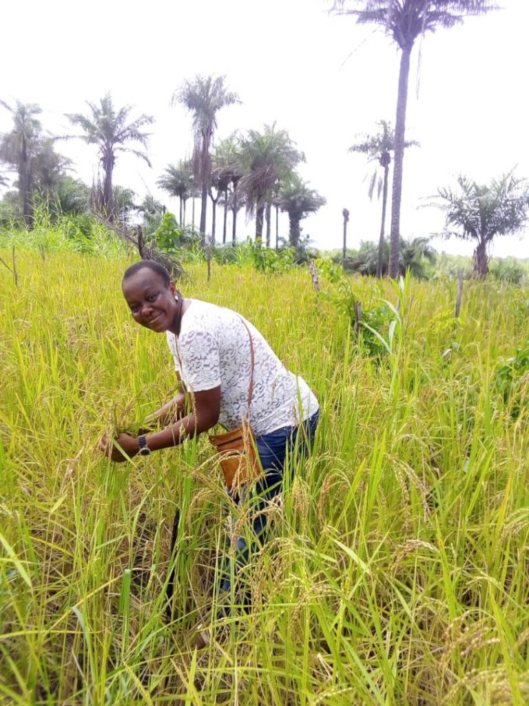 Help Farmers for Rice Processing Machine