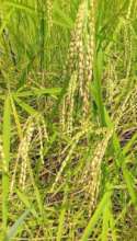 Organic Rice
