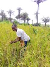 Organic Rice