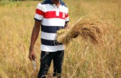 Help Farmers for Rice Processing Machine