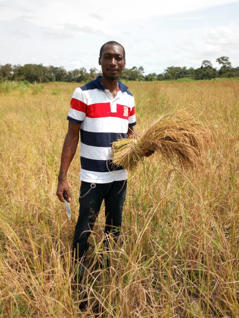 Help Farmers for Rice Processing Machine