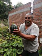 Pumpkin and nopales peasant