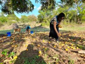 collecting mango