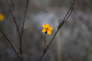 Flower growing from the ash, image for our fund
