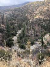 Regrowth & renewal in the foothills