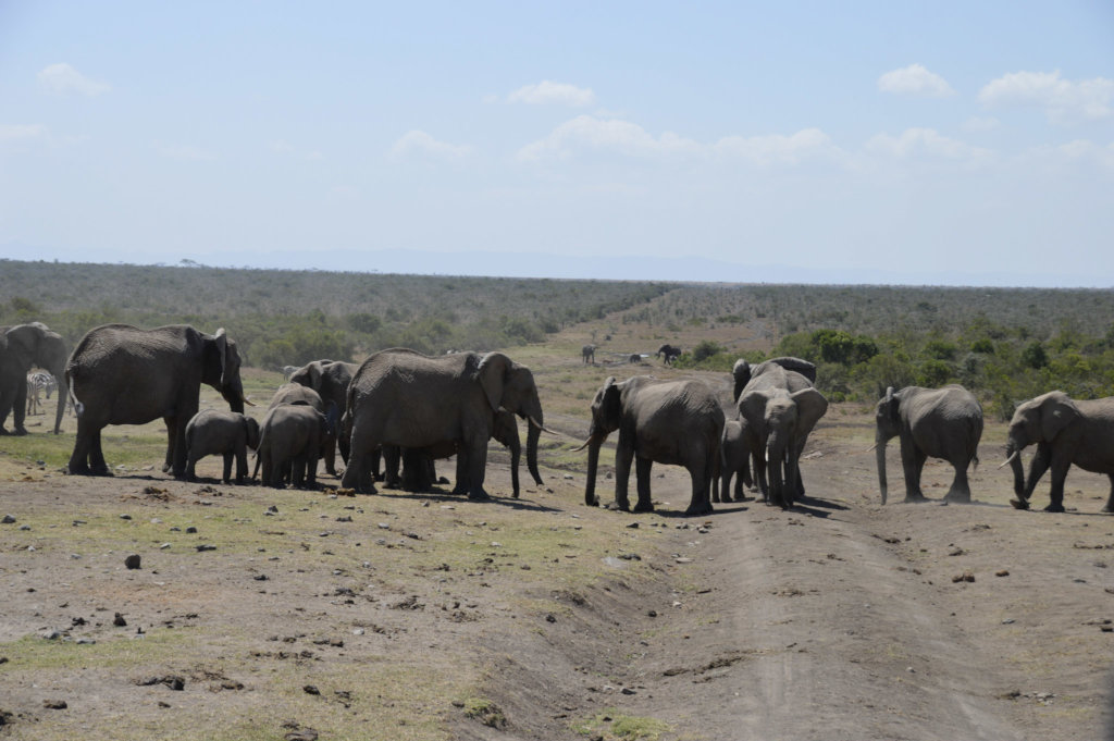 Educate the future conservationists of Kenya!