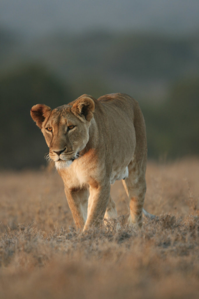 Educate the future conservationists of Kenya!