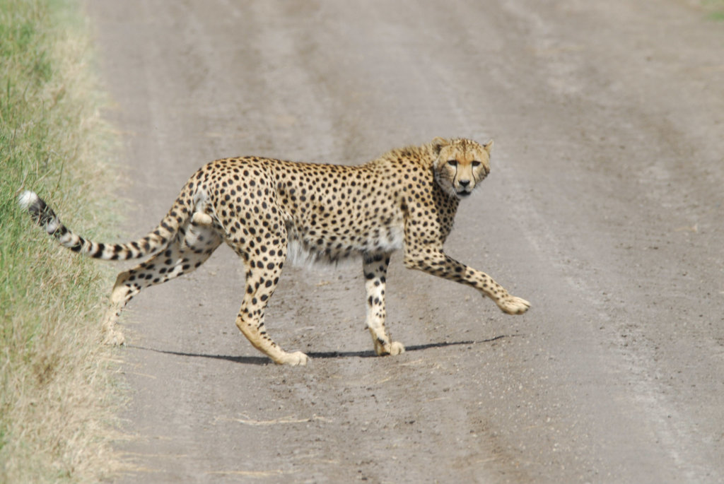 Educate the future conservationists of Kenya!