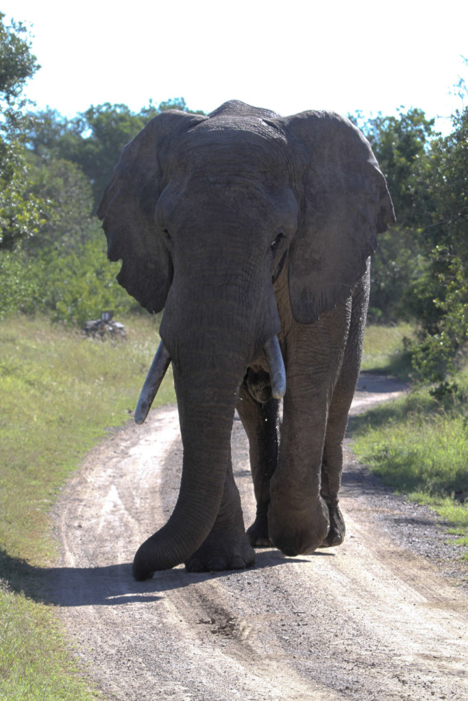 Educate the future conservationists of Kenya!