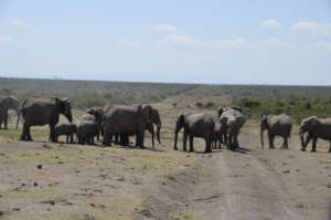 Elephants on the road