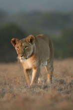 Lions on the road