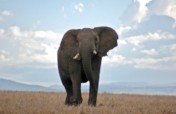 Educate the future conservationists of Kenya!