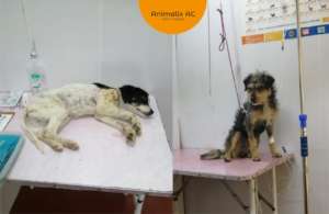 Oreo and Roko at the vet