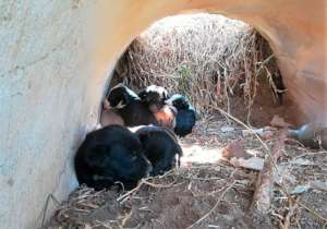 Puppies living in sewer