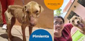Pepper adopted after five years