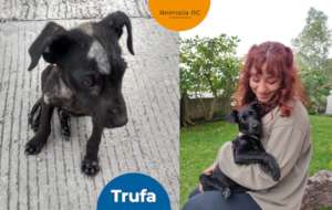 Truffle: before and after