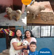 Peluchin: before and after