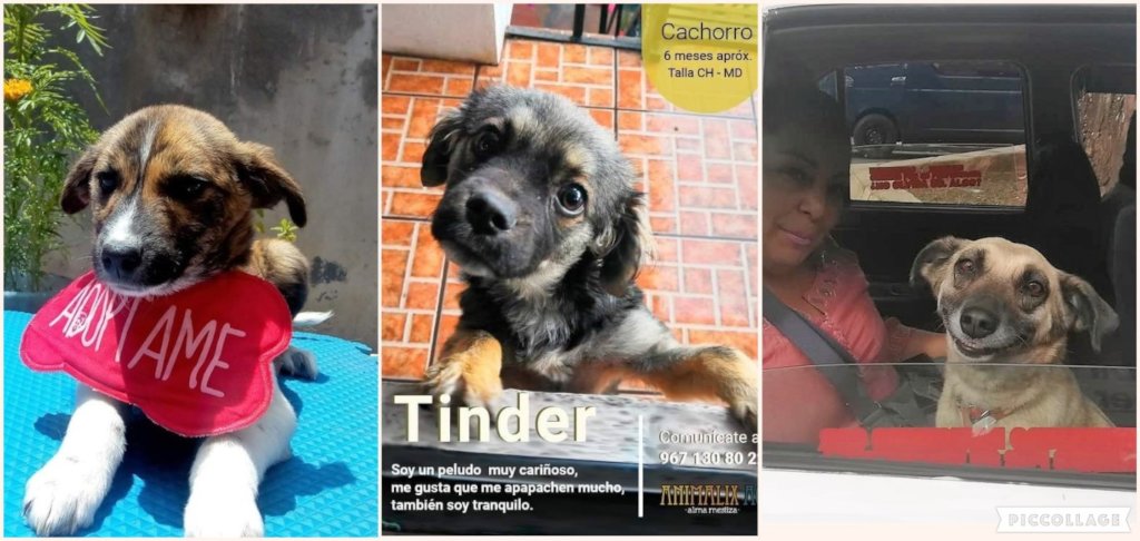 Pulga, Tinder y Chaky were adopted