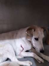 Dog that was run over