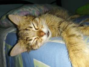 Cat rescued and adopted (bills)
