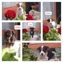 Rescued puppies