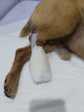 Callejero receiving medical attention