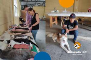 Spay and neuter campaign
