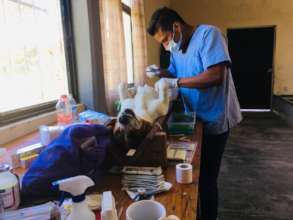 Spay and neuter campaing