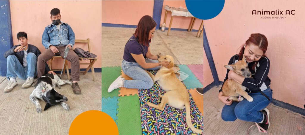 Spay and neuter campaign, April 12