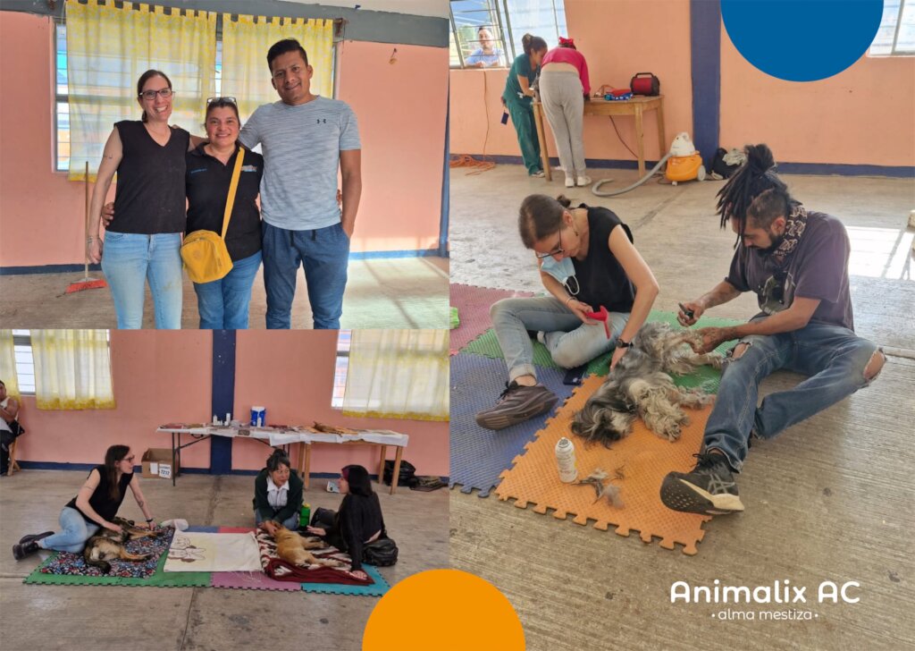 Spay and neuter campaign, Febrero 17